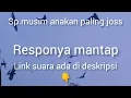 Download Lagu SUARA PANGGIL SANGAT BAGUS BUAT SEDOT ANAKAN WALET YANG MELINTAS