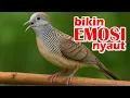 Download Lagu Perkutut Lokal Gacor alam liar iramanya bikin emosi CEPAT NYAUT