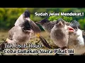 Download Lagu MP3,‼️ SUARA PIKAT ANAKAN BURUNG KUTILANG. ASLI SUARA ALAM..