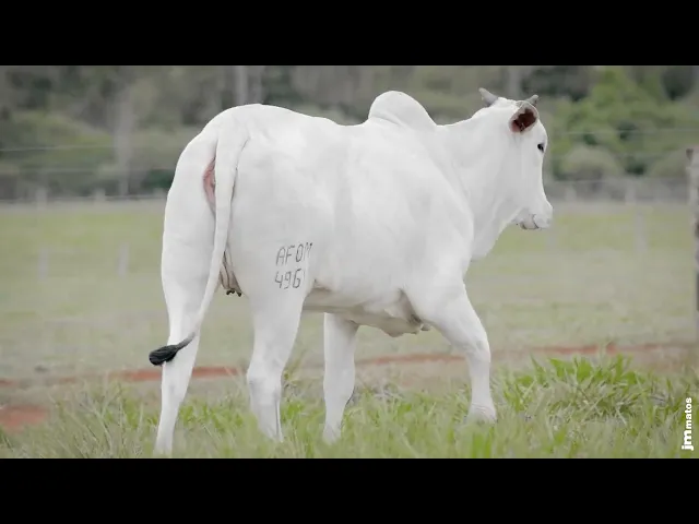 Novilha Nelore AFOM - 4961