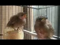 Download Lagu Anakan Burung Pelanduk Semak || suara anakan pelanduk semak ampuh untuk pikat
