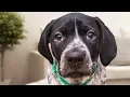 German Shorthaired Pointer s Compilation