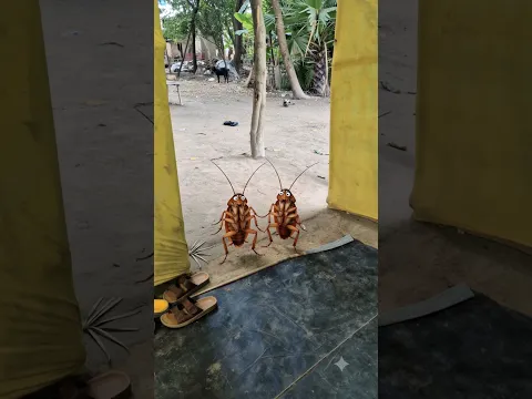 मोंटू चिंटू कॉकरोच 🪳 😱  #cockroch #school #shorts