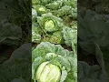 Lagu 😅 Cabbage farm #kundasang #farm  #cabbage #amazing