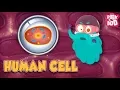 HUMAN CELL - The Dr Binocs Show Best Learning s For Kids Peekaboo Kidz