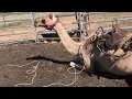 Camel saddle fit