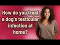 How do you treat a dog s testicular infection at home