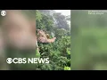 Child runs into sloth while zip lining through Costa Rican rainforest