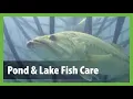 How to Stock a Pond With Fish - Pond Lake Guide to Stocking Fish Fish Care