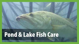 How to Stock a Pond With Fish - Pond Lake Guide to Stocking Fish Fish Care