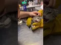 Download Lagu Tiny Kitten Hates the Vet😱How to deal with angry cat and ferocious cat? #cat #kitten #shorts