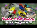 Download Lagu SUARA PIKAT BURUNG KECIL SUPER MANTAAP