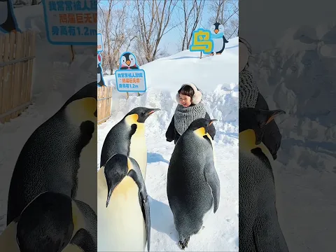 পেংগুইনরা মানুষকে নিজেদের মতো মনে করে! 🐧😂 #shorts