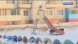Трагедия может случиться в любой момент: в Лузино собаки держат в страхе детей