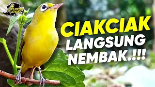 Download Ciak Ciak Kecial Kuning LANGSUNG NEMBAK‼️Bikin Musuh Auto EMOSI dan NYAUT‼️| PEPADU KECIAL MP3