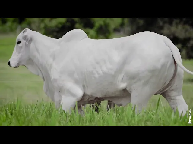 Matriz Nelore AFOM - 4388