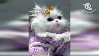 gatos graciosos videos de risa de gatos chistosos 239