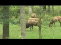 WATCH Live camera shows elk during bugling season