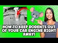 How To Keep Rodents Out Of Your Car Engine Mighty Mint Rodent Repellent Spray Review