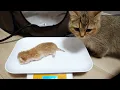 Here s a mom cat who gets angry and carries her kitten away as soon as you start weighing it