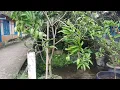 Download Lagu Pohon Mangga di Halaman Rumah Akhirnya Berbuah