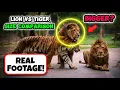 Are Lions BIGGER than Tigers Lion vs Tiger Size Comparison - 2026