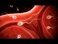 Download Lagu Conception: A Journey to Fertilization