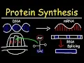 Download Lagu Transcription and Translation - Protein Synthesis From DNA - Biology