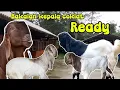 Download Lagu Kambing Kaligesing BREEDING bakalan kepala coklat..di jual..!