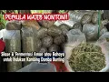 Download Lagu PEMULA WAJIB NONTON!! Pakan Silase \u0026 Fermentasi Aman atau Bahaya untuk Indukan Kambing Domba Bunting