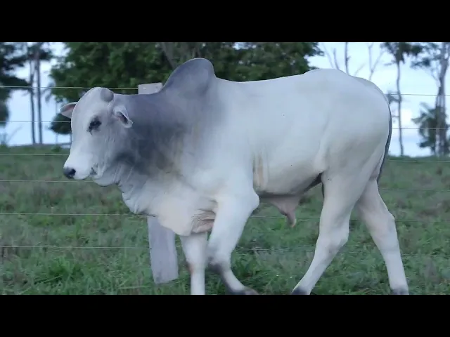 Touro Nelore OCT - 228