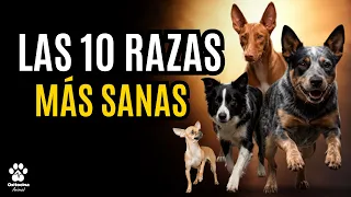 10 Razas de Perros que Casi NUNCA van al Veterinario