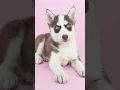 Husky Puppy Coloring Pages