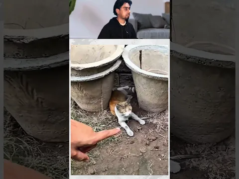 Billa ka hua mu kala shehr main dihat