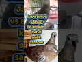 Download Lagu suara perkutut jantan vs suara anakan perkutut salah pilih pasangan#platm #suaraperkutut #tekukur