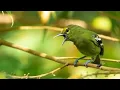 Download Lagu cipoh jantung, sirtu jantung, penghuni hutan dan bukit yang hampir terancam