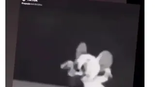 فاره والبزون  فاره والبزون