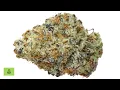 Should You Try OREOZ Strain - Stats Review Effects