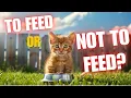STOP Feeding Feral Cats The Truth You NEED to Know