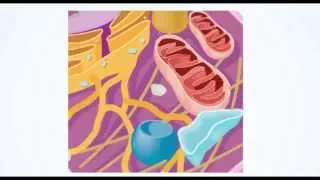 Cellular Respiration Animation-Holt McDougal Chapter 4