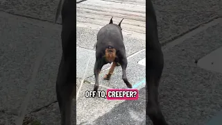 #fyp #dream #fypシ #pets #doberman