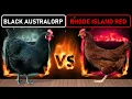Black Australorp vs Rhode Island Red Two Best Dual-Purpose Chicken Breeds for Free Range Farming