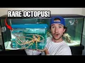 I BOUGHT THE WORLD S RAREST PET OCTOPUS escape artist