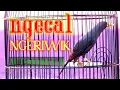 Lagu Suara jalak rio rio ngecal /Manggil lawan | sangat ampuh bikin jalak rio rio muda hutan ikut bunyi ‼