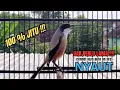 Lagu burung cendet gacor TOET TOET MEWAH untuk PANCINGAN CENDET AGAR BUNYI bikin BURUNG PENTET GACOR DORR