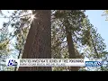 Investigation underway after 16 trees poisoned at Incline Village beach