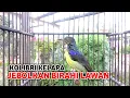 Lagu jebolkan birahi lawan | kolibri kelapa | manggar | suara ini membuat korlap lain ikut nyaut bunyi