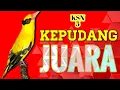 Download Lagu KEPODANG EMAS GACOR ||  black naped oriole | 100% cocok buat kepodangmu LANGSUNG BUNYI