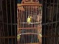 Burung Kepodang/Cilalongan Mata Putih Bali Gacor isian Kulik Tuwu Volume josh