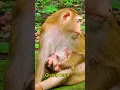 Download Lagu Leo cri-ed for milk for now #Libbymonkey #babyanimal